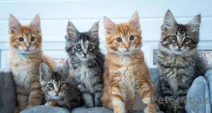 Zdjęcie №1. maine coon - na sprzedaż w Warszawa | 1196zł | Zapowiedź № 155928