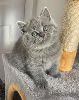 Zdjęcie №2 do zapowiedźy № 167432 na sprzedaż  kot brytyjski krótkowłosy - wkupić się Szwajcaria prywatne ogłoszenie