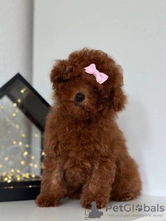 Zdjęcie №3. Toy Poodle Red Brown TEECUP. Republika Czeska