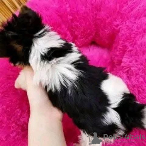 Zdjęcie №2 do zapowiedźy № 131364 na sprzedaż  yorkshire terrier - wkupić się Wielka Brytania prywatne ogłoszenie