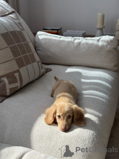 Zdjęcie №4. Sprzedam jamnik w Monachium. prywatne ogłoszenie, hodowca - cena - negocjowane