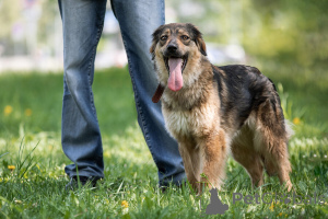 Zdjęcie №4. Sprzedam pies nierasowy w Москва. prywatne ogłoszenie - cena - Bezpłatny