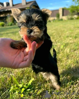 Zdjęcie №1. yorkshire terrier - na sprzedaż w Innsbruck | 1674zł | Zapowiedź №118404