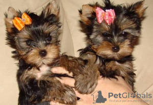 Zdjęcie №1. yorkshire terrier - na sprzedaż w Berlin | 1465zł | Zapowiedź №116804