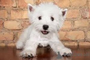 Zdjęcie №2 do zapowiedźy № 135895 na sprzedaż  west highland white terrier - wkupić się Niemcy 