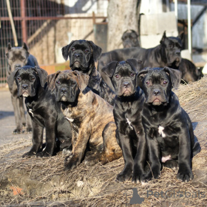 Zdjęcie №1. cane corso - na sprzedaż w Berlin | negocjowane | Zapowiedź №171214