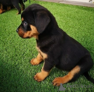 Zdjęcie №1. rottweiler - na sprzedaż w Zagreb | negocjowane | Zapowiedź №116697