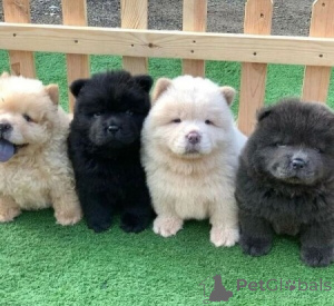 Zdjęcie №1. chow-chow - na sprzedaż w Praga | negocjowane | Zapowiedź №138703