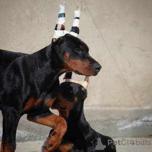 Zdjęcie №1. doberman - na sprzedaż w Hannover | 4828zł | Zapowiedź №138744
