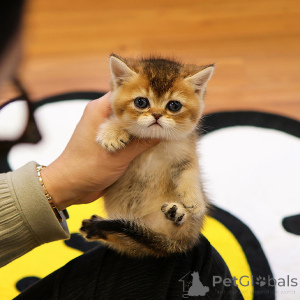 Zdjęcie №2 do zapowiedźy № 153757 na sprzedaż  munchkin - wkupić się Belgia hodowca