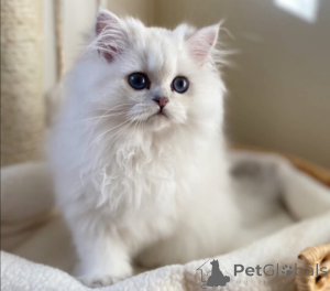 Zdjęcie №1.  - na sprzedaż w Zurych | Bezpłatny | Zapowiedź № 162283