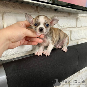 Zdjęcie №3. Kauniita Chihuahuan pentuja. Finlandia