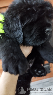 Zdjęcie №2 do zapowiedźy № 86964 na sprzedaż  nowofundland - wkupić się Białoruś prywatne ogłoszenie