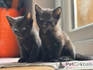 Zdjęcie №1. bombay cat - na sprzedaż w Espoo | 1854zł | Zapowiedź № 171570