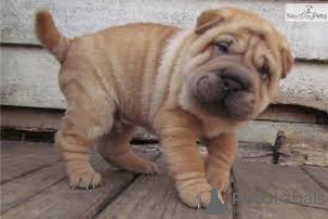Zdjęcie №2 do zapowiedźy № 135916 na sprzedaż  shar pei - wkupić się Niemcy 