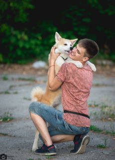 Zdjęcie №2 do zapowiedźy № 3600 na sprzedaż  akita (rasa psa) - wkupić się Ukraina prywatne ogłoszenie