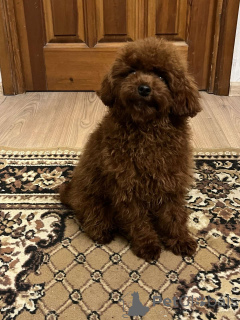 Zdjęcie №1. pudel (zabawka) - na sprzedaż w Kijów | 4784zł | Zapowiedź №159673