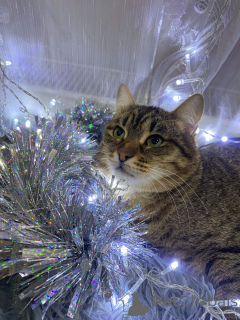 Zdjęcie №2 do zapowiedźy № 160730 na sprzedaż   - wkupić się Federacja Rosyjska prywatne ogłoszenie