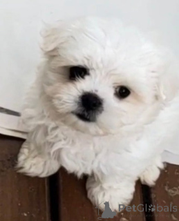 Zdjęcie №2 do zapowiedźy № 148565 na sprzedaż  maltańczyk - wkupić się Niemcy hodowca