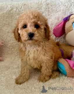 Zdjęcie №1. maltipu - na sprzedaż w Cremlingen | 1674zł | Zapowiedź №154623