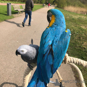 Zdjęcie №1.  - na sprzedaż w Florencja | negocjowane | Zapowiedź №157941