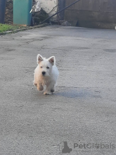 Zdjęcie №4. Sprzedam west highland white terrier w Ruma.  - cena - negocjowane