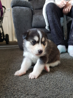 Zdjęcie №2 do zapowiedźy № 168438 na sprzedaż  husky syberyjski - wkupić się Szwecja prywatne ogłoszenie, hodowca