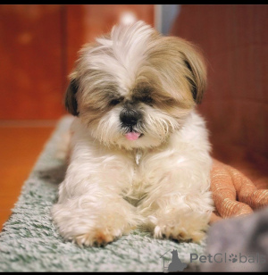 Zdjęcie №4. Sprzedam yorkshire terrier w Jabalpur. hodowca - cena - Bezpłatny