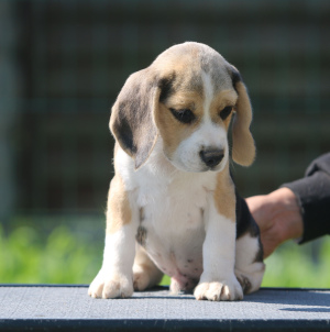 Zdjęcie №2 do zapowiedźy № 2908 na sprzedaż  beagle (rasa psa) - wkupić się Białoruś 