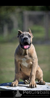 Dodatkowe zdjęcia: Szczenięta Cane Corso