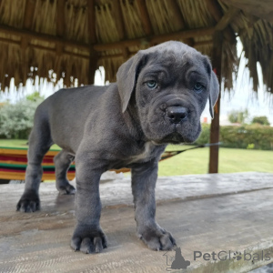 Zdjęcie №4. Sprzedam cane corso w Szczecin. hodowca - cena - negocjowane