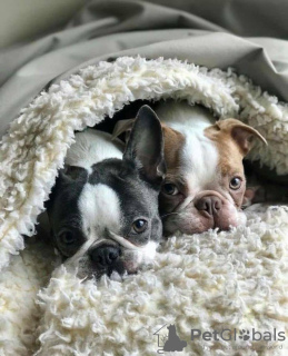 Zdjęcie №2 do zapowiedźy № 131745 na sprzedaż  buldog francuski - wkupić się Niemcy prywatne ogłoszenie