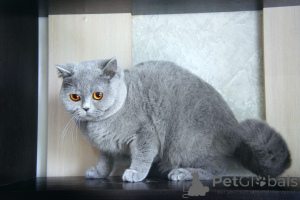 Zdjęcie №4. Sprzedam kot brytyjski długowłosy w Swindon. hodowca - cena - 2631zł