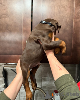 Zdjęcie №4. Sprzedam doberman w Warszawa. hodowca - cena - negocjowane