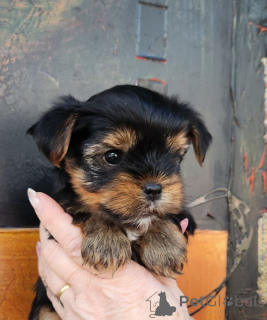 Zdjęcie №4. Sprzedam yorkshire terrier w Benfica. hodowca - cena - 4305zł