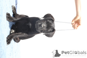 Zdjęcie №2 do zapowiedźy № 140493 na sprzedaż  cane corso - wkupić się Rumunia hodowca