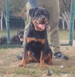 Zdjęcie №4. Sprzedam rottweiler w Zemun.  - cena - negocjowane