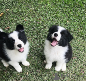 Zdjęcie №1. border collie - na sprzedaż w Kopenhaga | negocjowane | Zapowiedź №175123