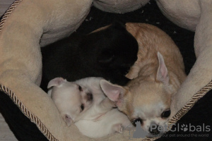 Dodatkowe zdjęcia: Sprzedam szczenięta rasy Chihuahua.