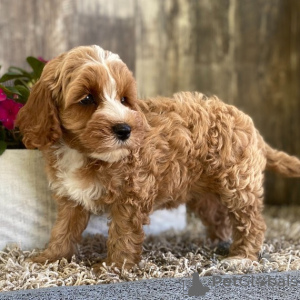 Dodatkowe zdjęcia: Wunderschöne Cockapoo-Welpen