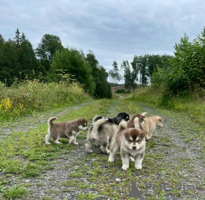 Zdjęcie №1. alaskan malamute - na sprzedaż w Delmenhorst | 963zł | Zapowiedź №123162