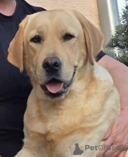 Zdjęcie №3. Samica Labrador Retriever na sprzedaż. Chorwacja