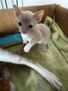 Zdjęcie №2 do zapowiedźy № 173203 na sprzedaż  kot cornish rex - wkupić się Albania prywatne ogłoszenie, hodowca