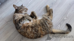 Zdjęcie №2 do zapowiedźy № 143397 na sprzedaż   - wkupić się Federacja Rosyjska prywatne ogłoszenie