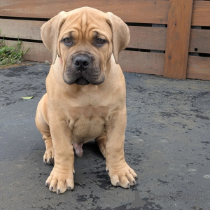 Zdjęcie №1. boerboel - na sprzedaż w Alavus | 2590zł | Zapowiedź №164565