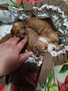 Zdjęcie №1. pudel (zabawka) - na sprzedaż w Briańsk | 5zł | Zapowiedź №146443