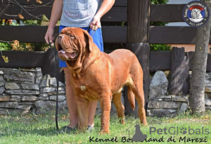 Dodatkowe zdjęcia: Dogue de Bordeaux