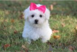 Zdjęcie №3. Sprzedam urocze szczenięta płci męskiej i żeńskiej rasy Bichon frise. Finlandia