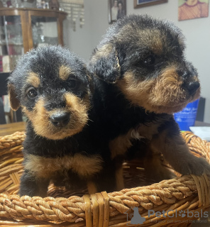 Zdjęcie №1. airedale terrier - na sprzedaż w Berlin | Bezpłatny | Zapowiedź №126887