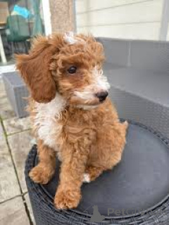Zdjęcie №4. Sprzedam labradoodle w Rotterdam. prywatne ogłoszenie, hodowca - cena - 3348zł